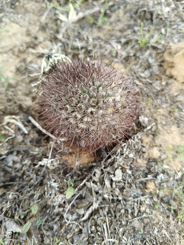 Cochemiea blossfeldiana, photograph 2