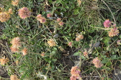 Gomphrena pulchella