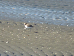 Charadrius alexandrinus