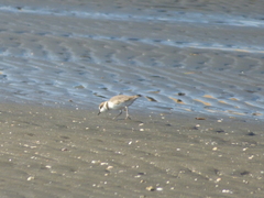Charadrius alexandrinus