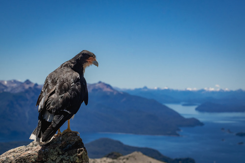 White-throated Caracara (Daptrius albogularis), photo 8
