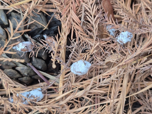 Unknown species found near Scotland, MD 20687, USA