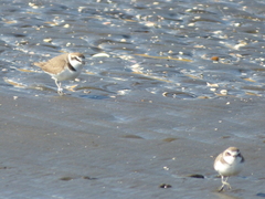 Charadrius alexandrinus