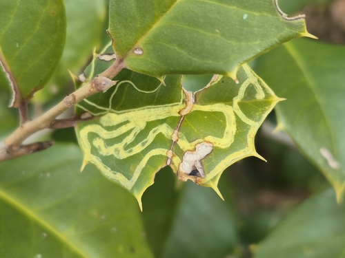 Unknown species found near Scotland, MD 20687, USA