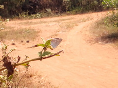 Hypolycaena philippus