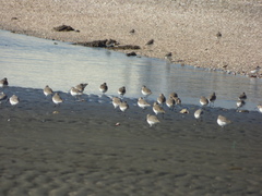 Calidris alpina