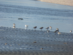 Calidris alba