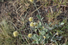 Pfaffia gnaphalioides