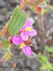 Tibouchina herbacea, recorded flowering