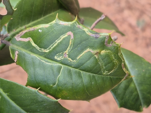 Unknown species found near Scotland, MD 20687, USA