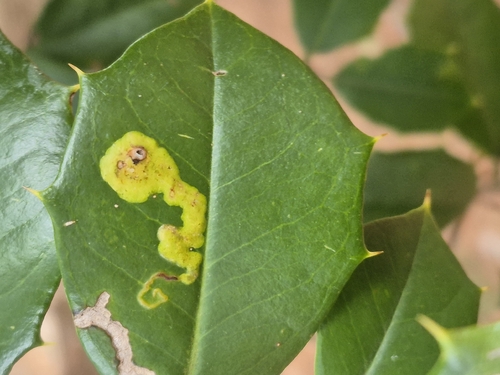Unknown species found near Scotland, MD 20687, USA