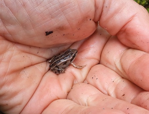 Wood Frog