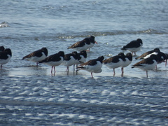 Haematopus ostralegus