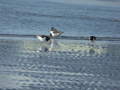 Haematopus ostralegus