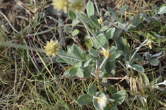 Pfaffia gnaphalioides