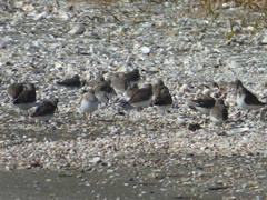 Calidris alpina