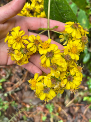 Rumfordia floribunda