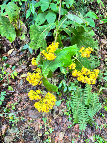 Rumfordia floribunda, photograph 2
