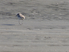 Charadrius alexandrinus