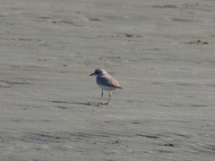 Charadrius alexandrinus