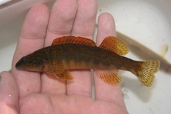 Bronze Darter photo 1