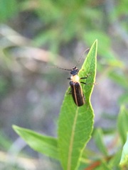 Podabrus flavicollis