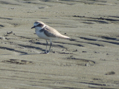 Charadrius alexandrinus