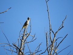 Ptiliogonys cinereus