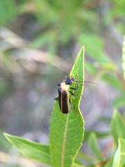 Podabrus flavicollis