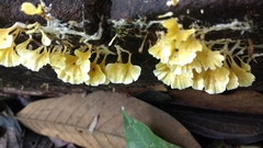 Cotylidia aurantiaca