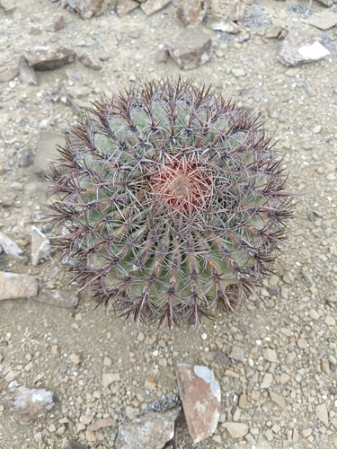 Ferocactus chrysacanthus