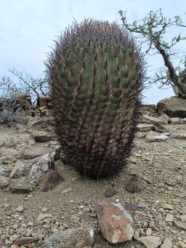 Ferocactus chrysacanthus