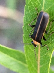 Podabrus flavicollis