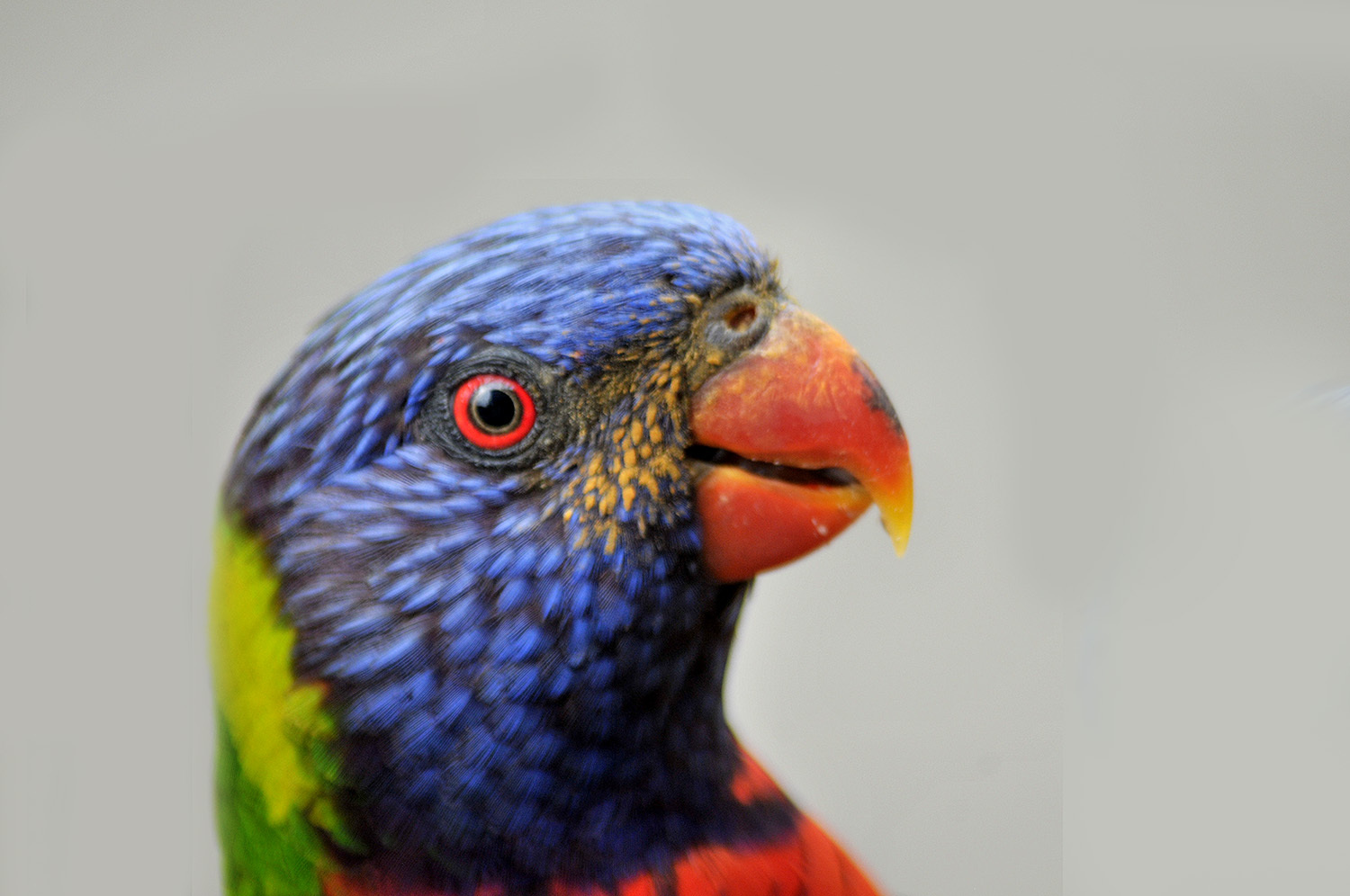 Coconut Lorikeet