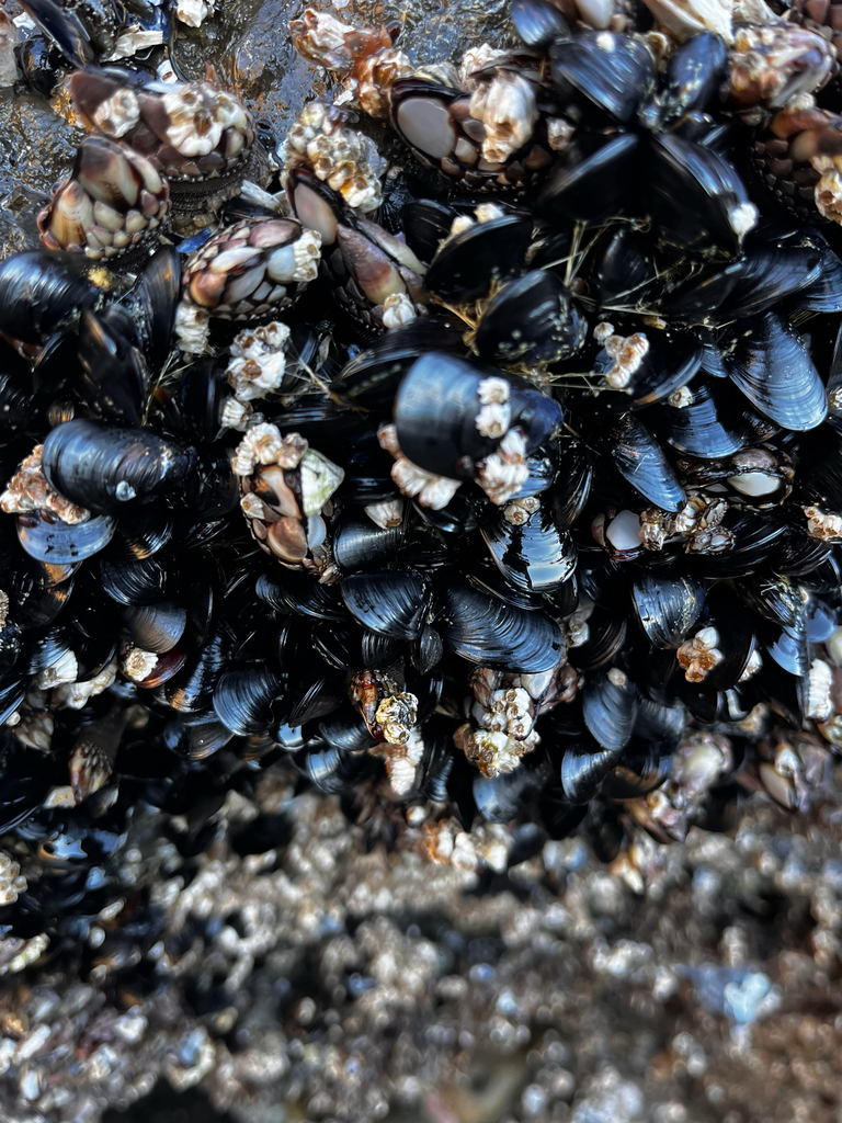 Photo of a Bay Mussel