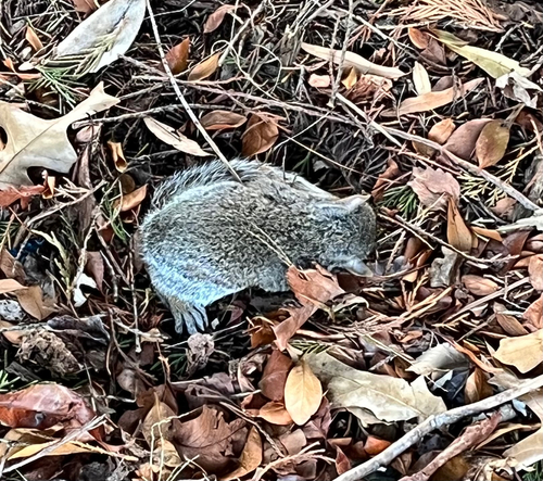 Eastern Gray Squirrel
