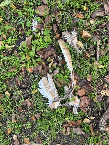 View observation of {o.common_name} on iNaturalist