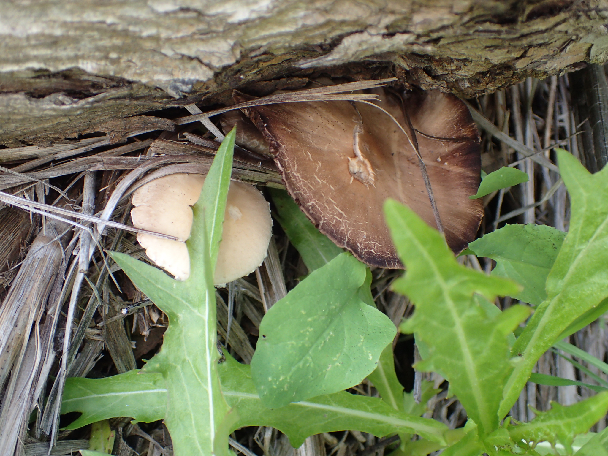 Psathyrella candolleana image