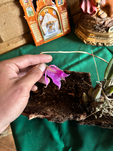 Laelia furfuracea (Laelia furfuracea)