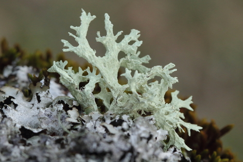 iNaturalist observation photo of Oakmoss