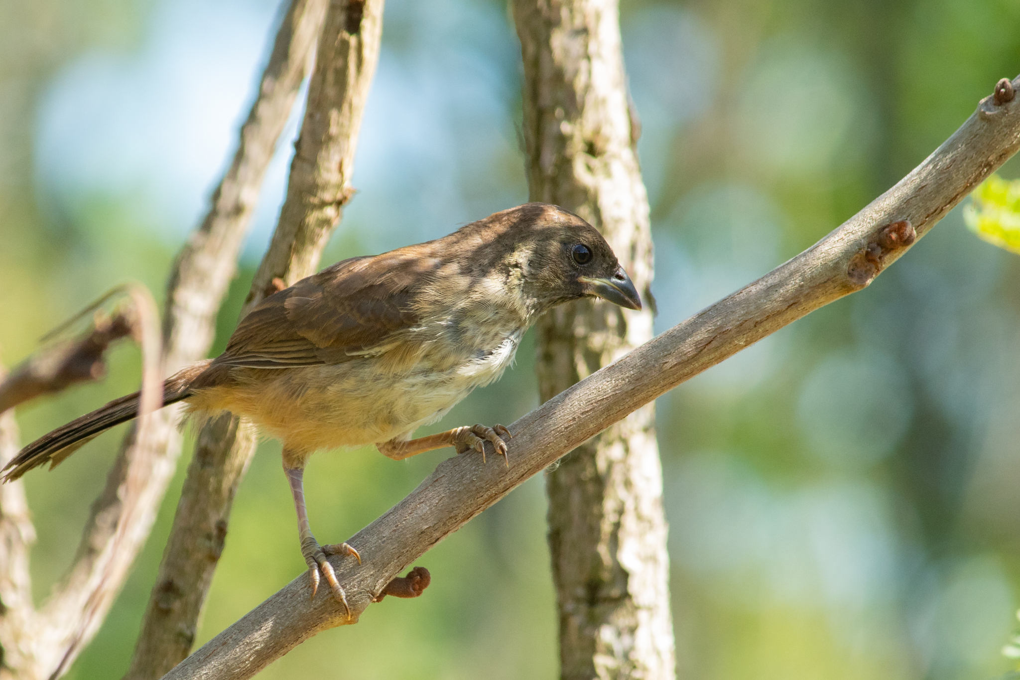 Black-throated Saltator illustration