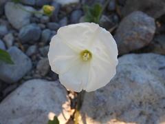 Calystegia macrostegia macrostegia