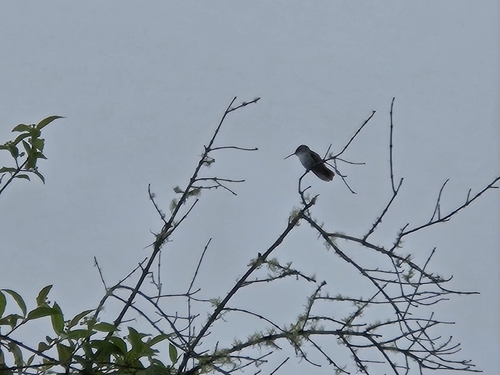 Green-and-white Hummingbird (Elliotomyia viridicauda), photo 2
