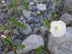 Calystegia macrostegia macrostegia