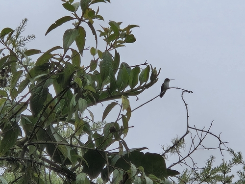 Green-and-white Hummingbird (Elliotomyia viridicauda), photo 3