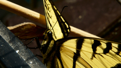 Papilio multicaudata