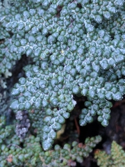 Myriopteris intertexta