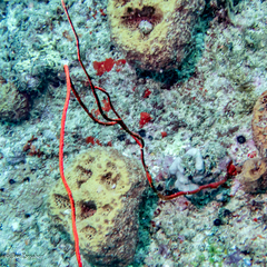 Cirrhipathes rumphii