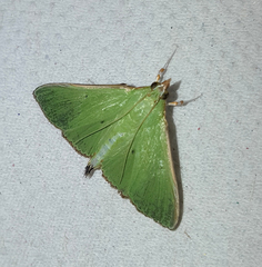 Parotis punctiferalis