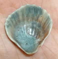 Aequipecten tehuelchus